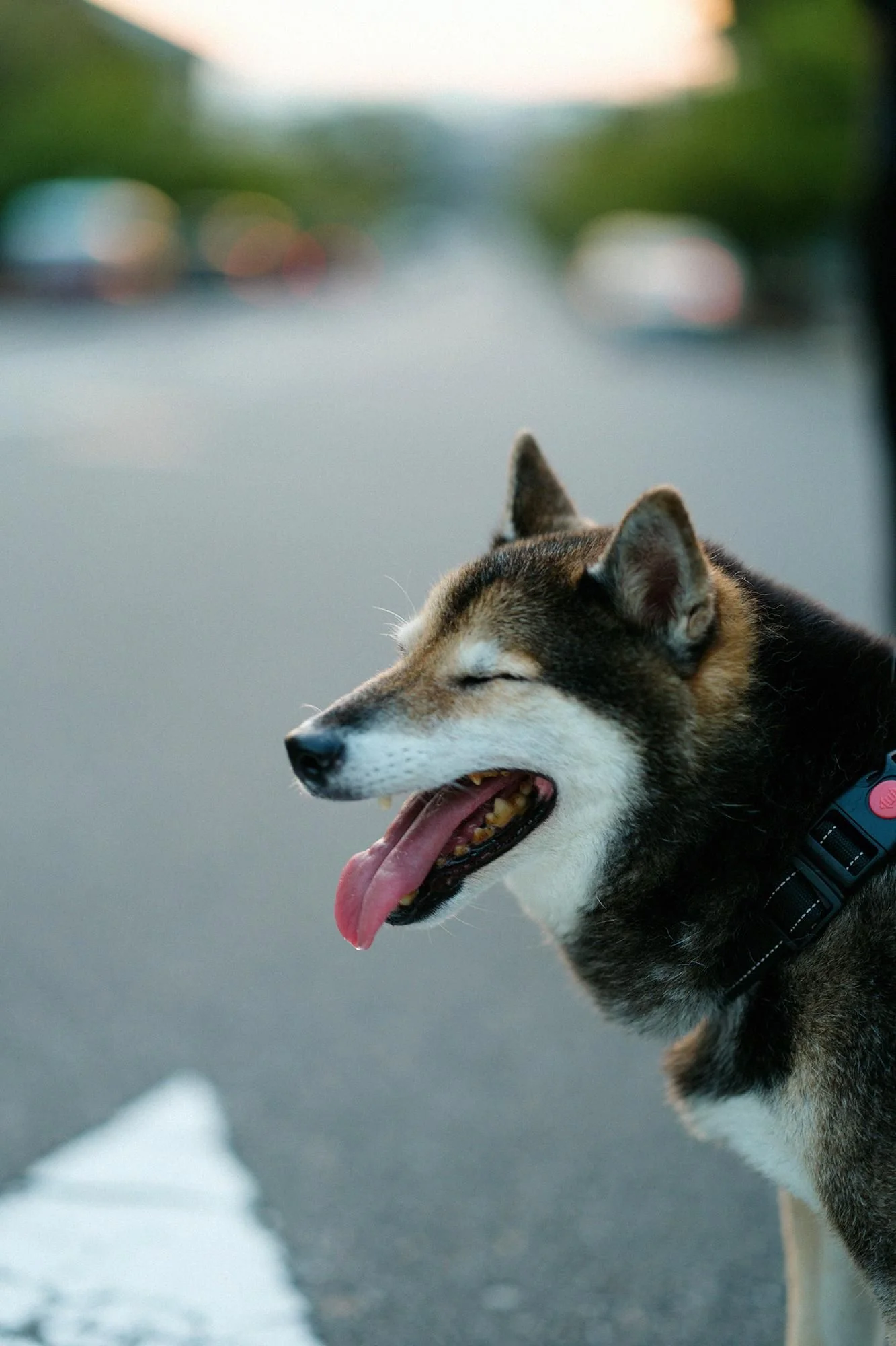 高島縮 20/10 ピケエンボス イージーテーパードパンツ/濡羽色(ぬればいろ) - Image 7