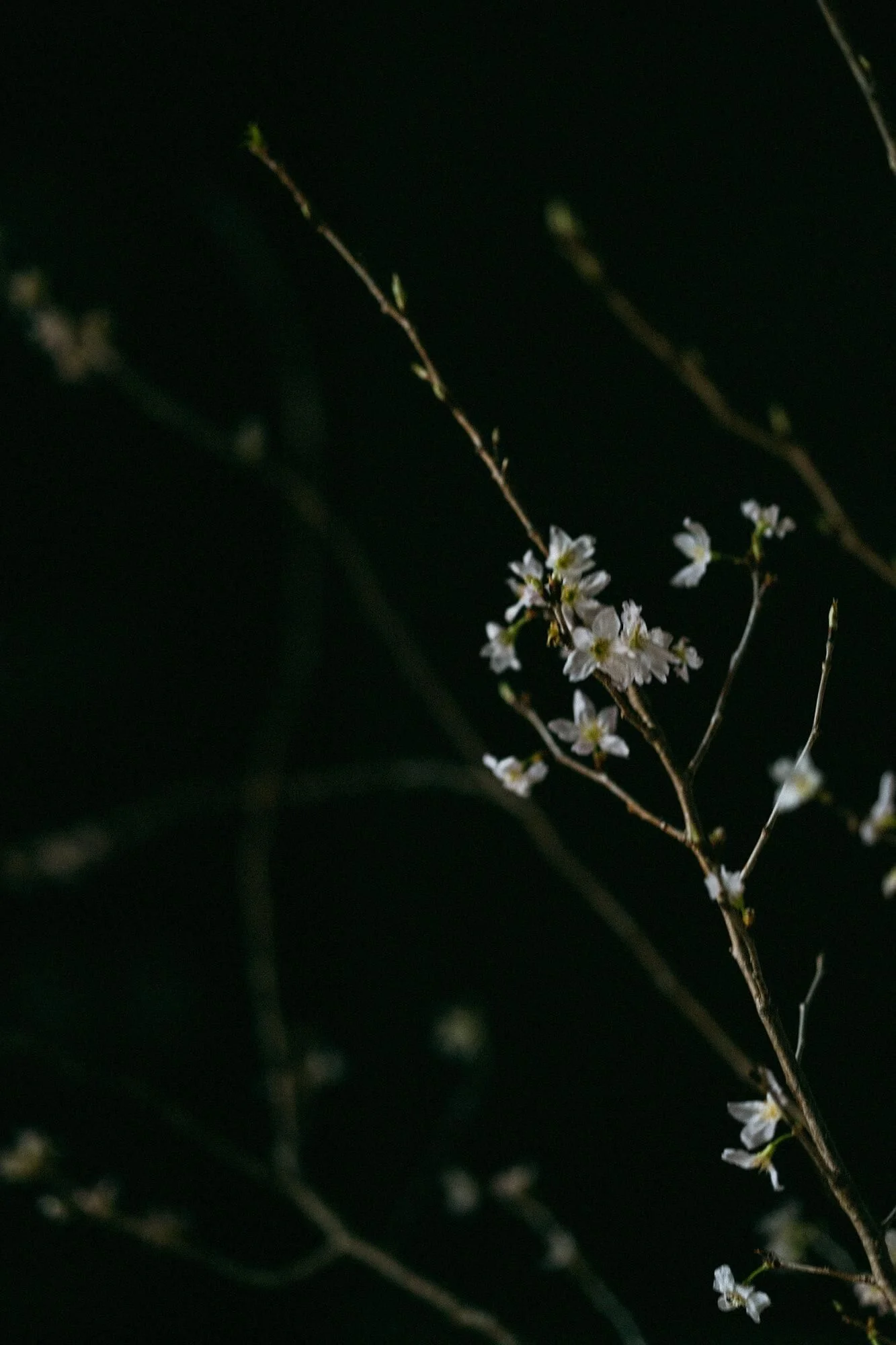 伊勢木綿 textile手ぬぐい/桃山桜(ももやまざくら) - Image 8